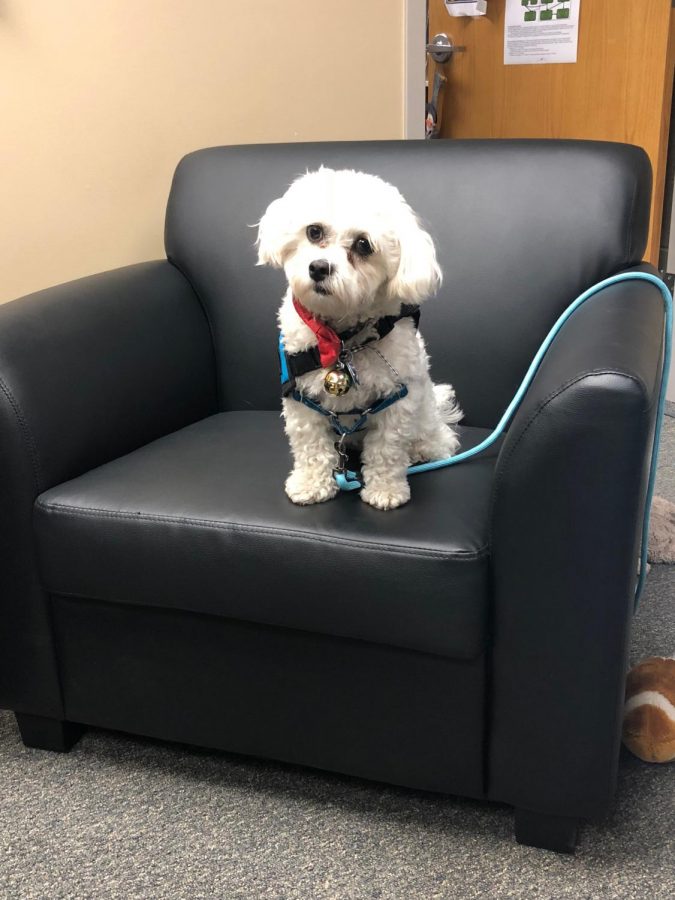 Neo is the new therapy dog at Southwest
