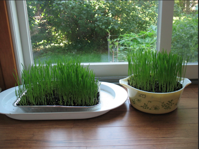 Hive Helpers planted seeds that will grow similar to the  wheatgrass shown. Staff should receive their plants on Feb. 22.  
