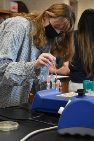 Hannah Nigh placing specific types of bacteria into soft agar. Students did different lab procedures to help the scientific community. 