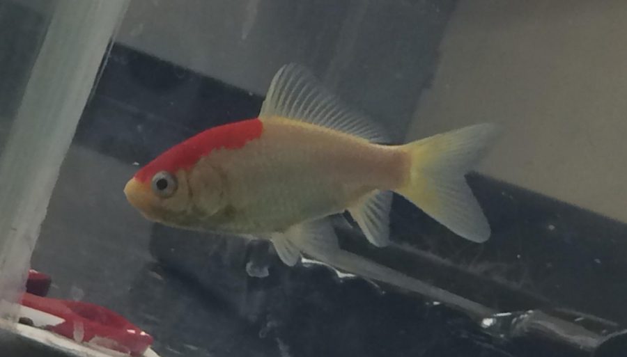 Lil Red, one of the fish being trained in Mrs. Rachael Garners animal behavior class.