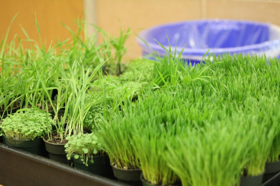 Hive Helpers handed out plants to staff on Feb. 22. The plants were chia, wheatgrass, and barley.