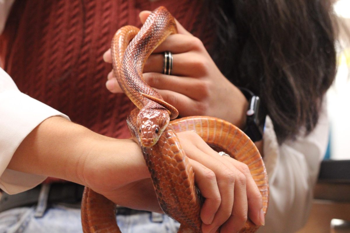 Benny+the+snake+being+handled+by+a+student+in+biology+class.+Benny+is+one+of+many+snakes+at+Southwest.